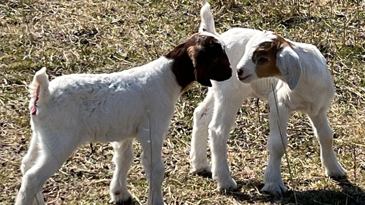 Photo of Others in Bogee