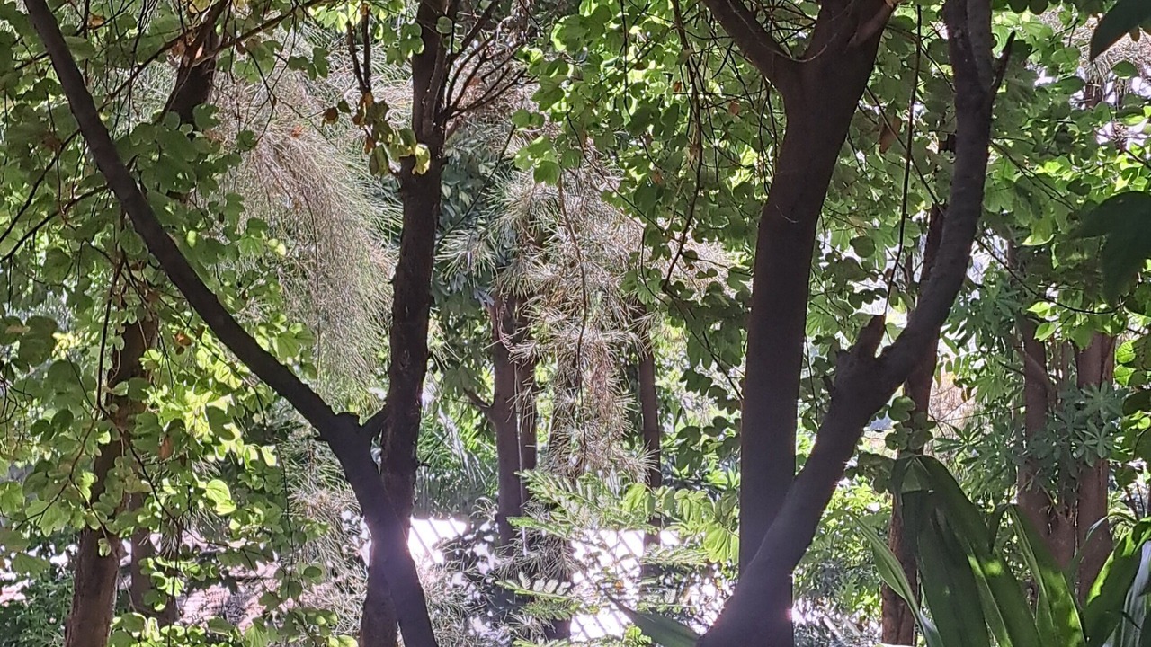 Photo of Outdoor in Sarada