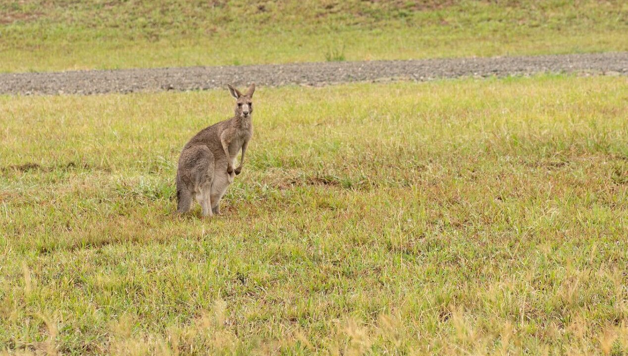 Photo of Others in Pokolbin