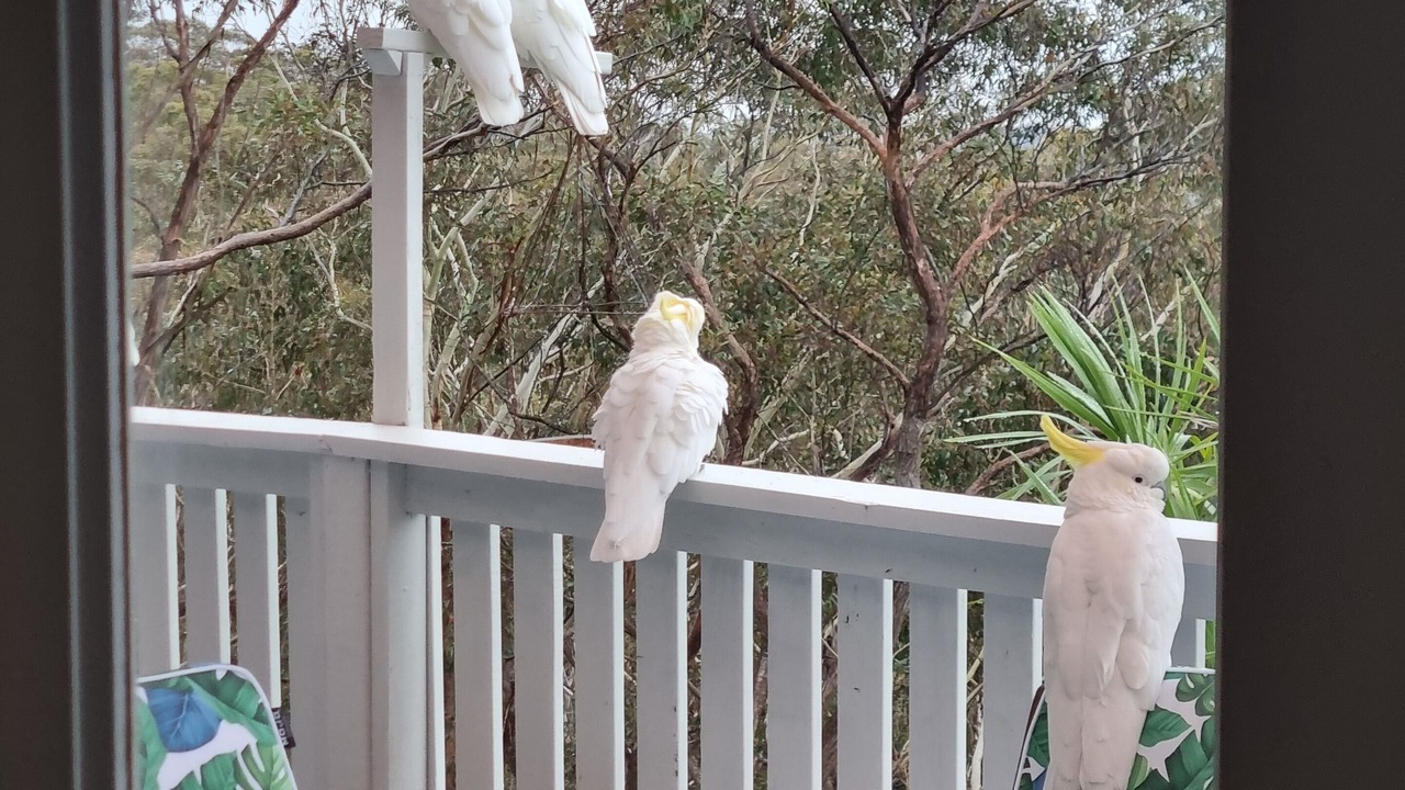 Photo of Outdoor in Wentworth Falls