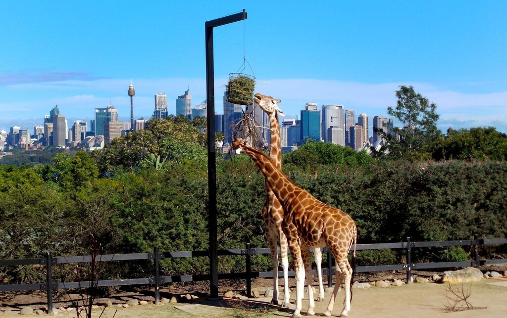 Photo of Outdoor in Cammeray