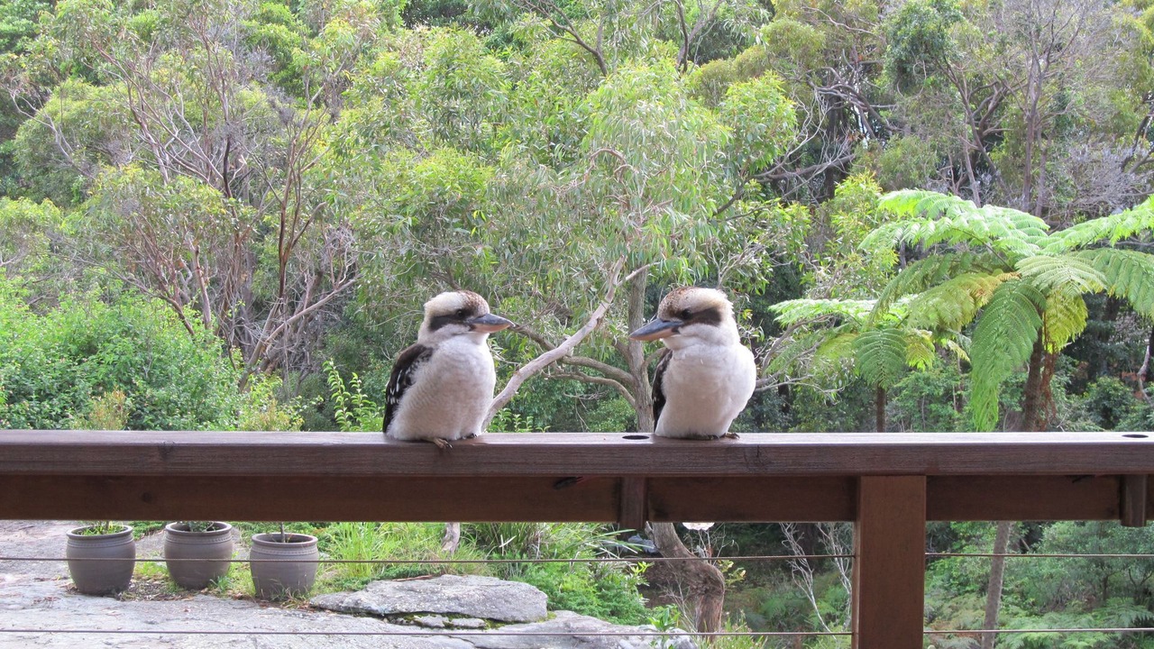 Photo of Others in Elanora Heights