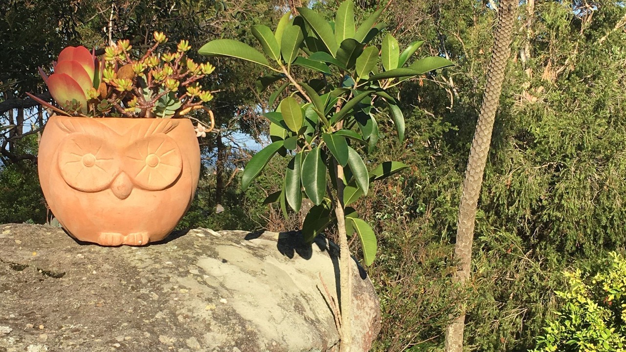 Photo of Outdoor in Elanora Heights