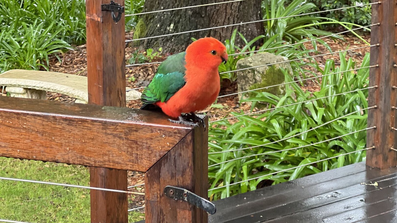 Photo of Others in Wentworth Falls
