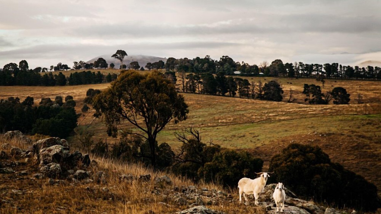 Photo of Others in Wallaroo