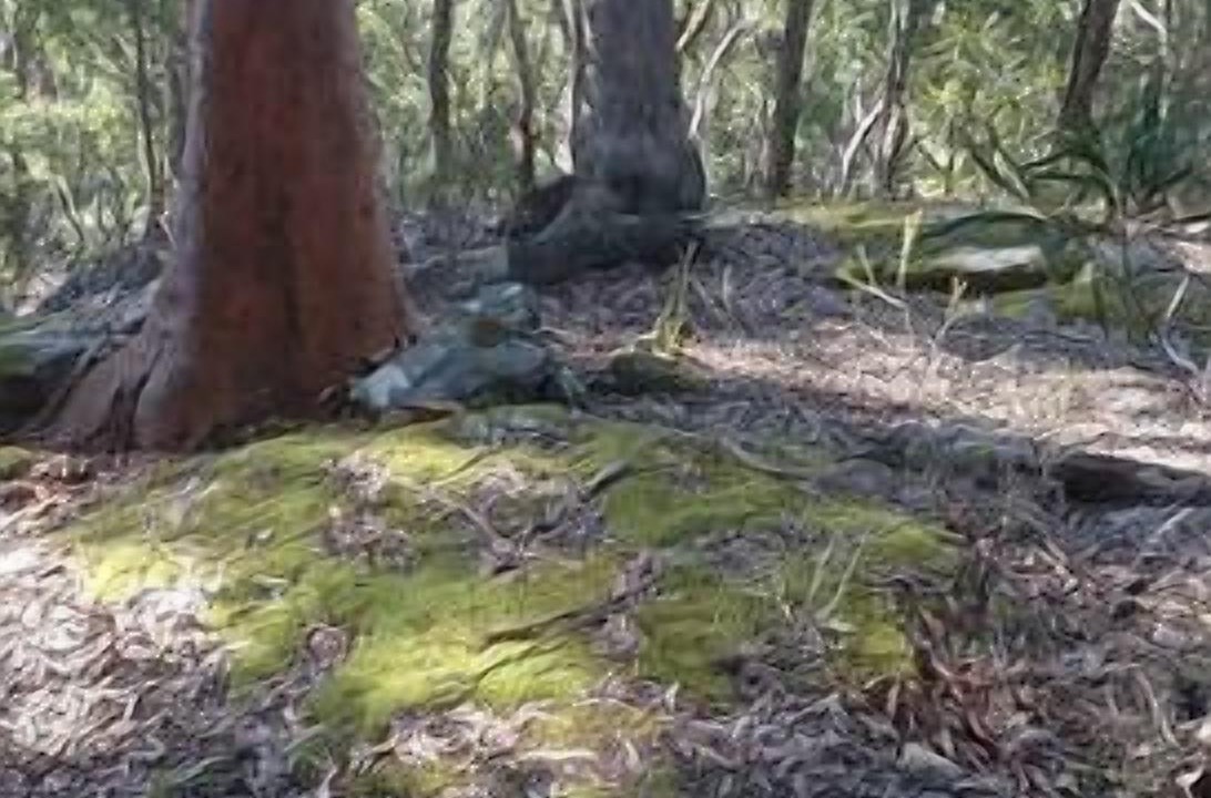 Photo of Outdoor in Bullaburra