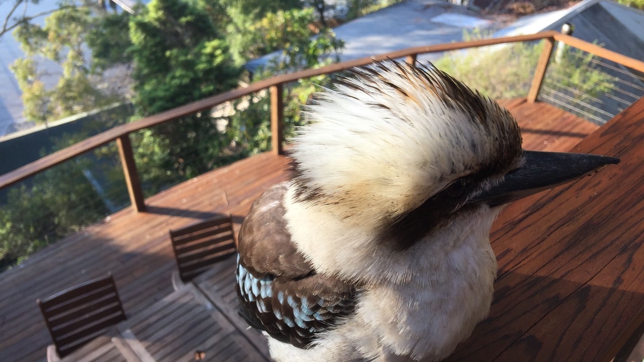 Photo of Others in Dangar Island