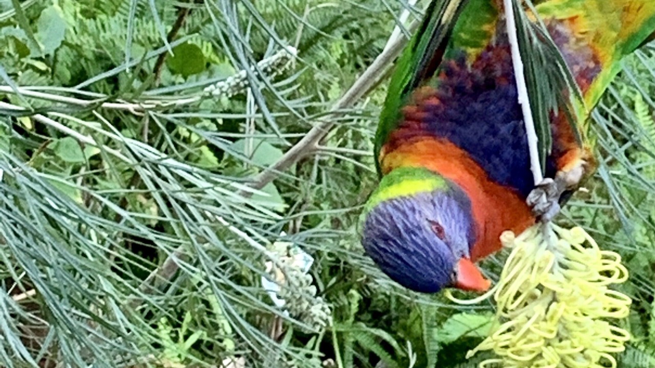 Photo of Outdoor in Dangar Island