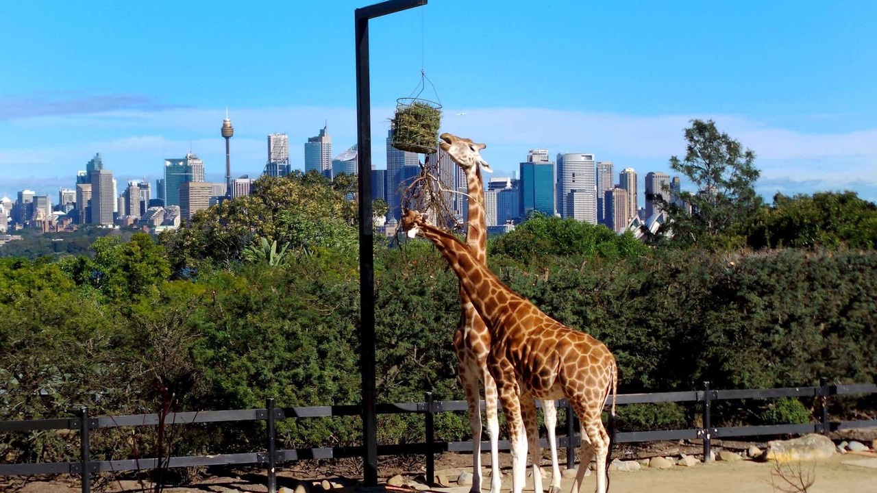 Photo of Others in Cremorne