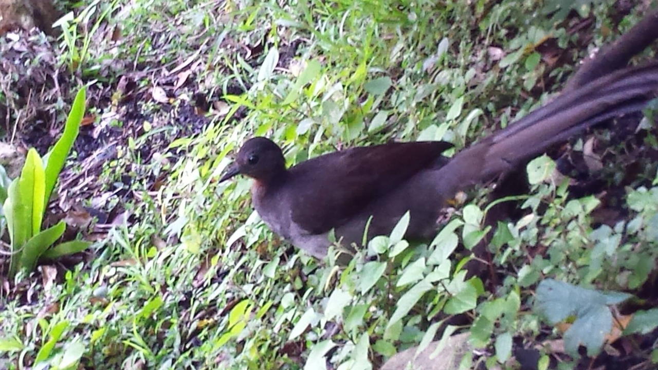 Photo of Outdoor in Coledale