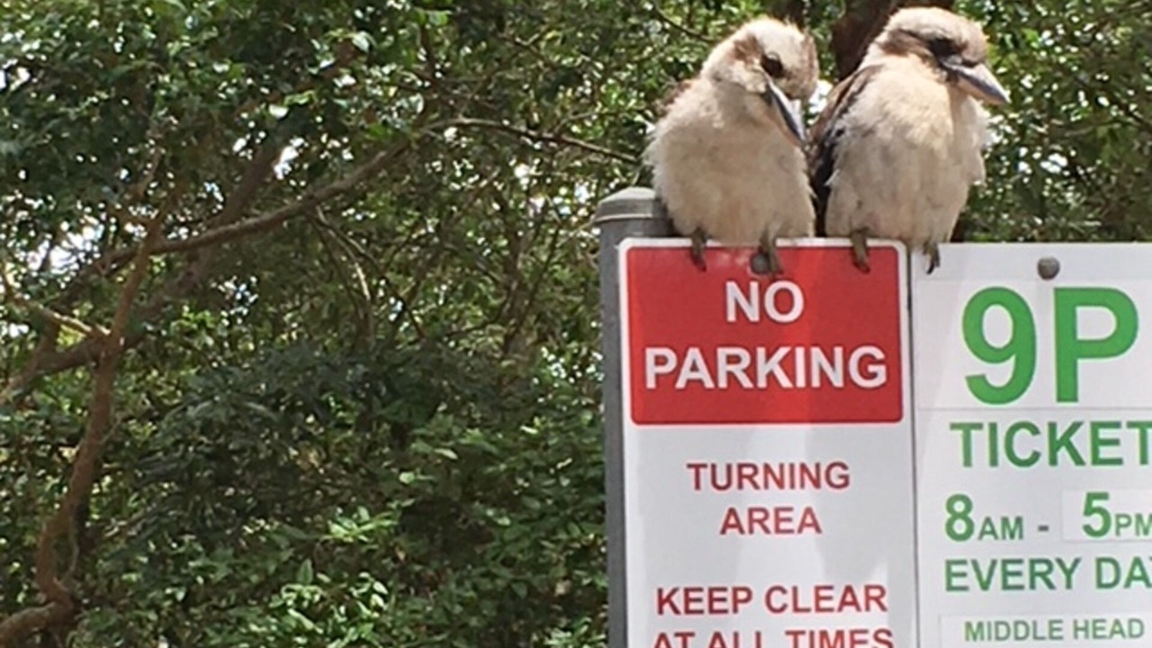 Photo of Outdoor in Cammeray
