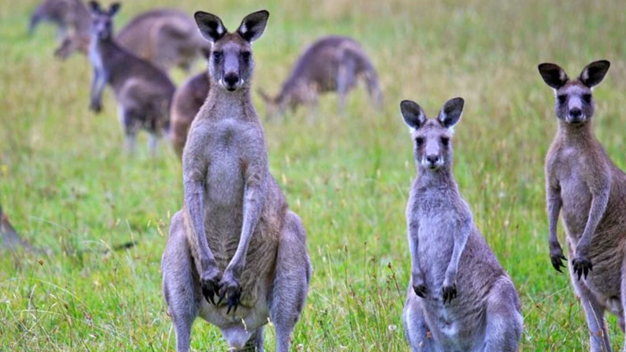 Photo of Others in Bungonia