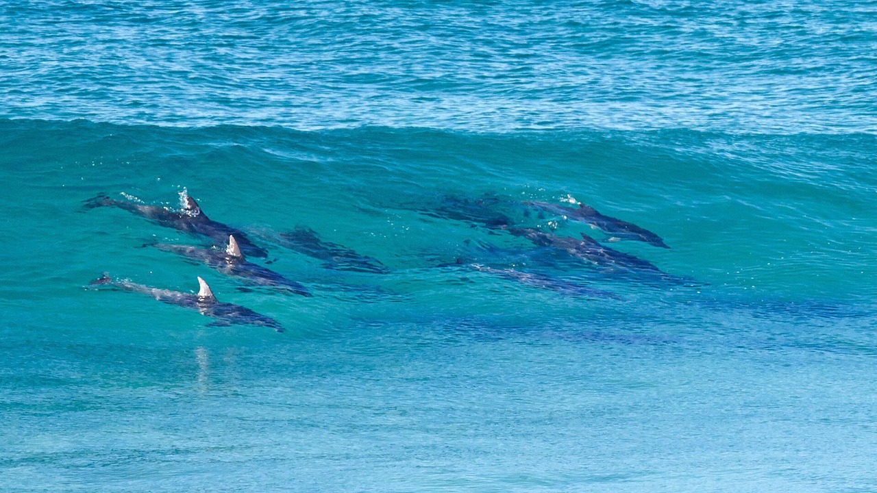 Photo of Others in Manly