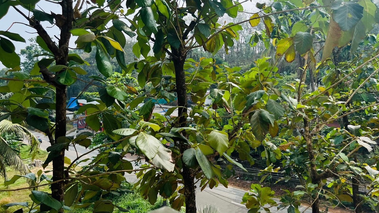 Photo of Outdoor in Todupulai