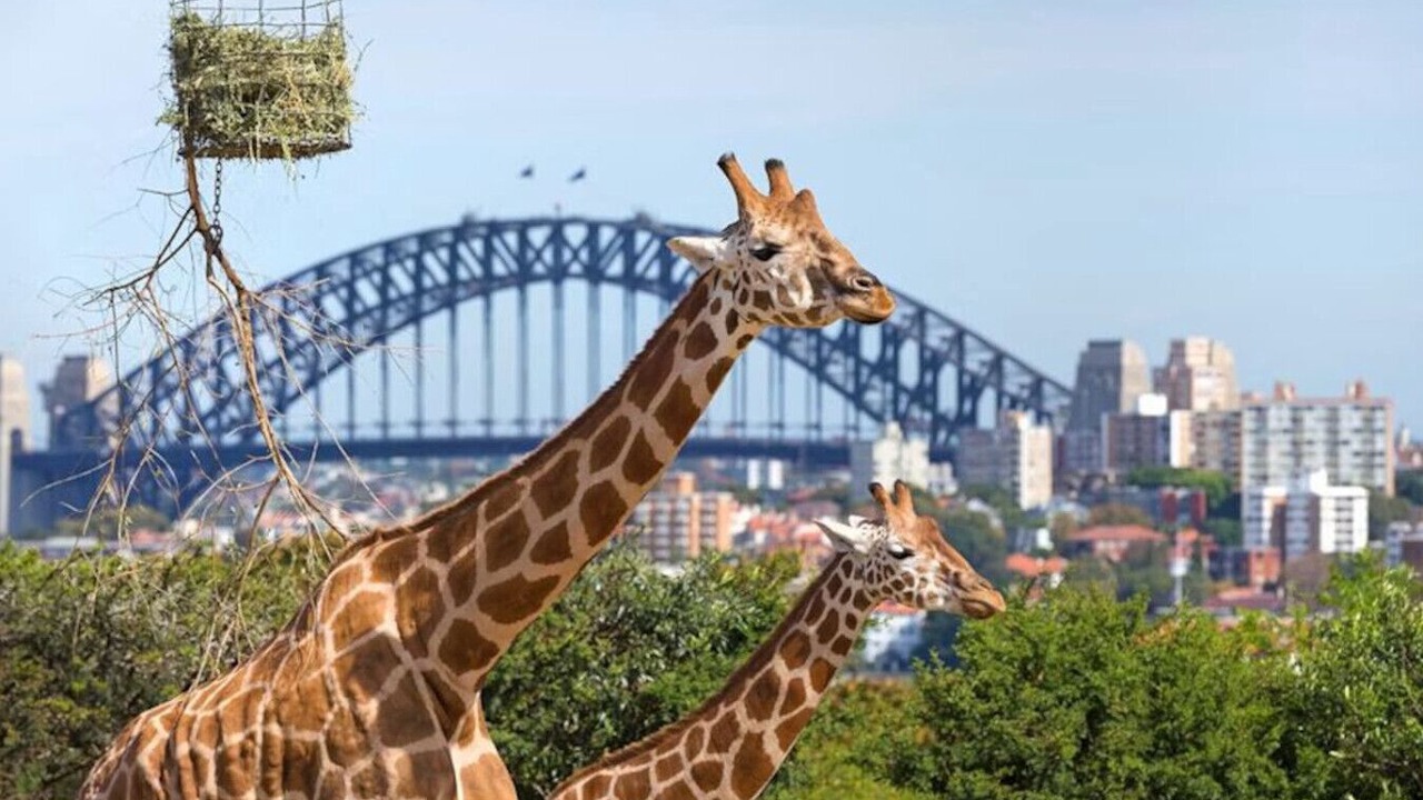 Photo of Others in Mosman