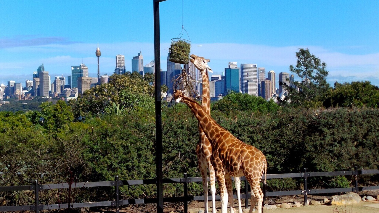 Photo of Others in Cremorne