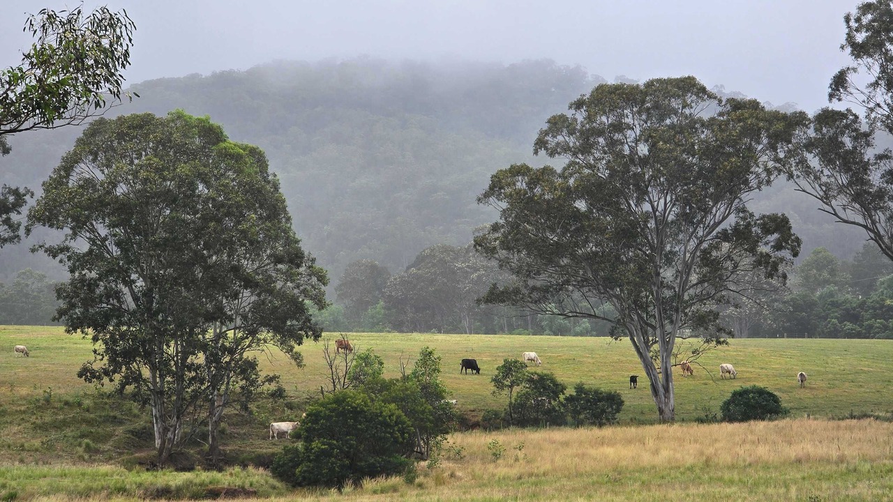 Photo of Others in Wollombi