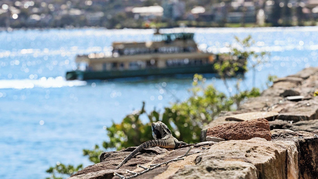 Photo of Others in Manly