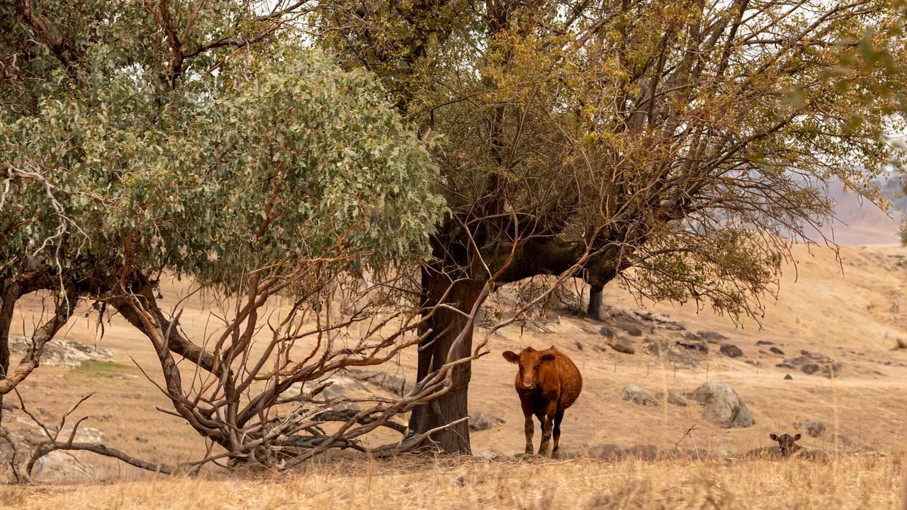 Photo of Others in Wyangala