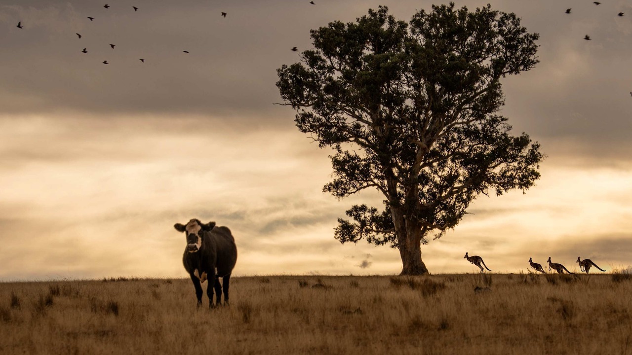 Photo of Others in Wyangala
