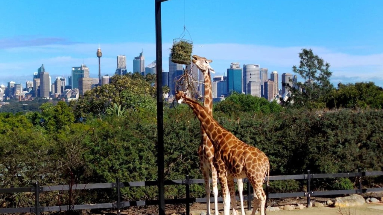 Photo of Outdoor in Cremorne