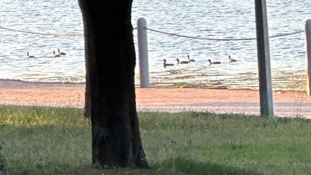 Photo of Others in Gungahlin