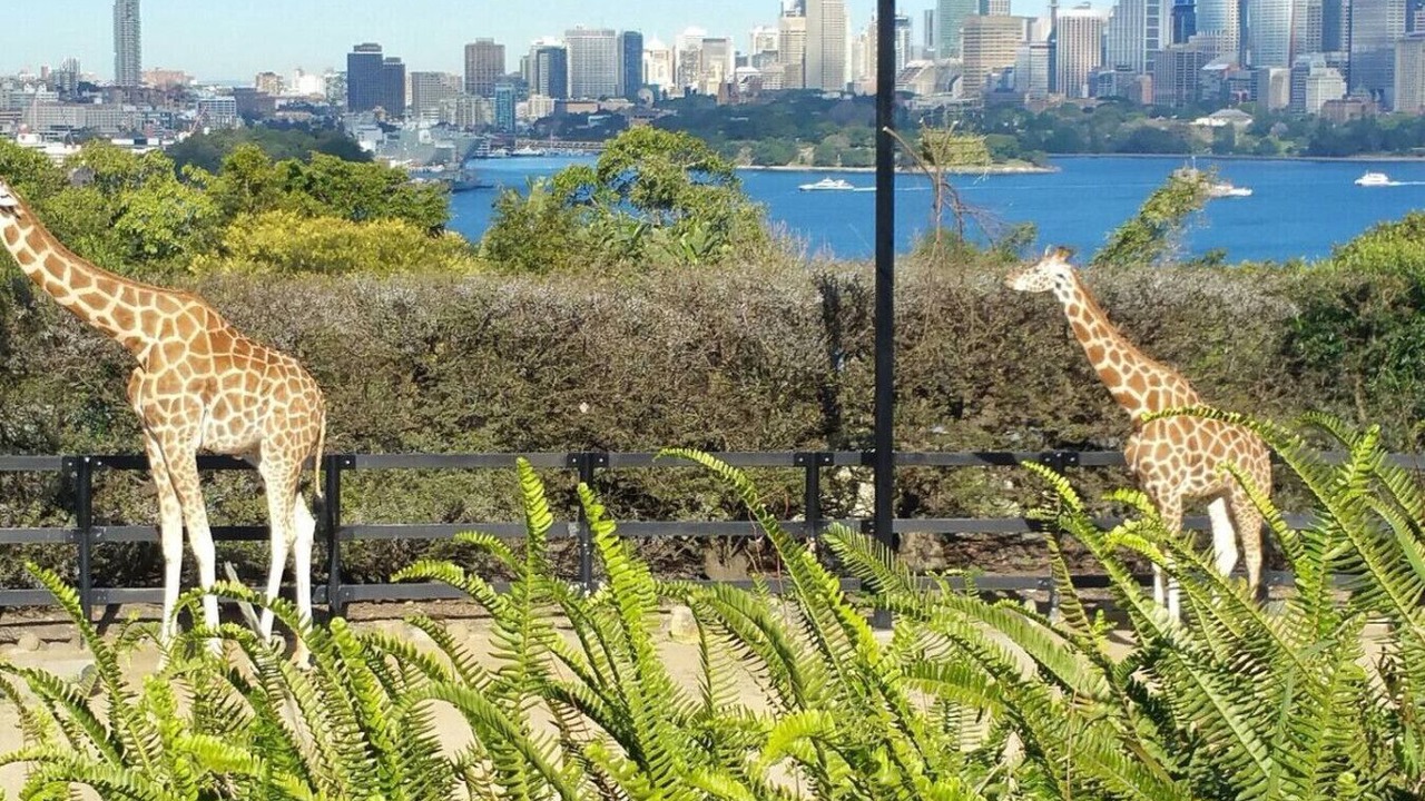 Photo of Others in Glebe