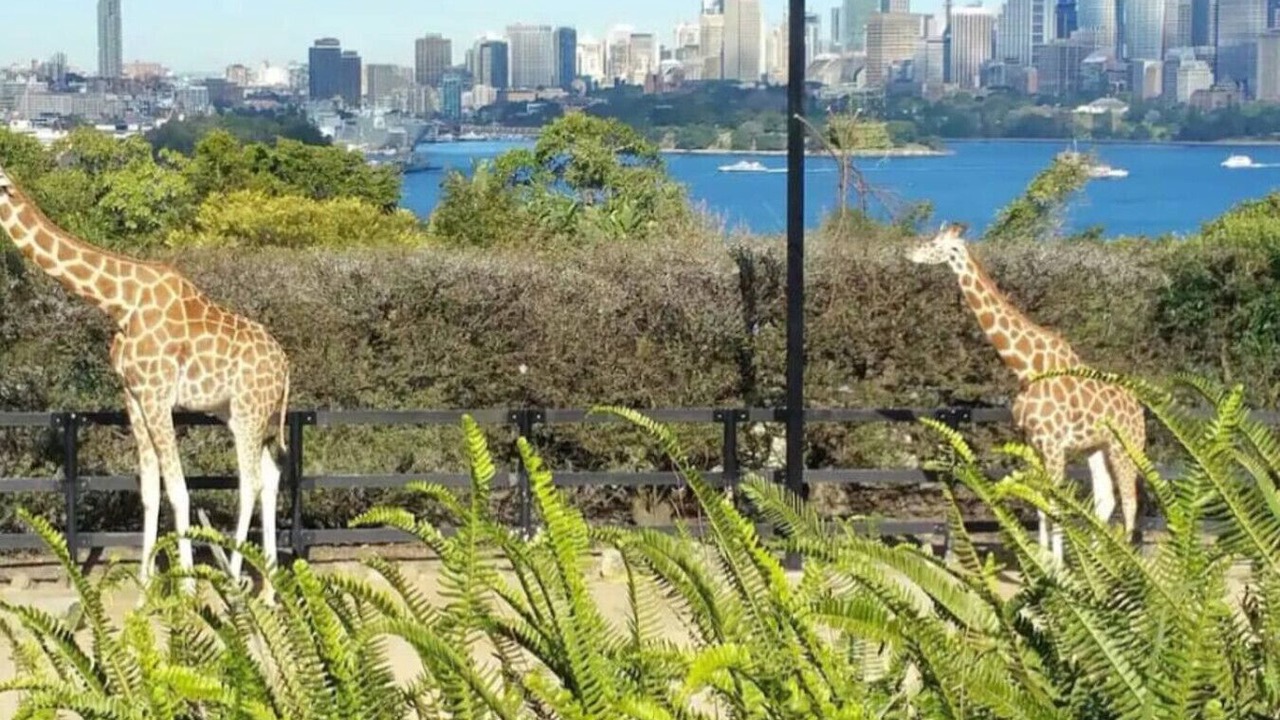 Photo of Others in Glebe