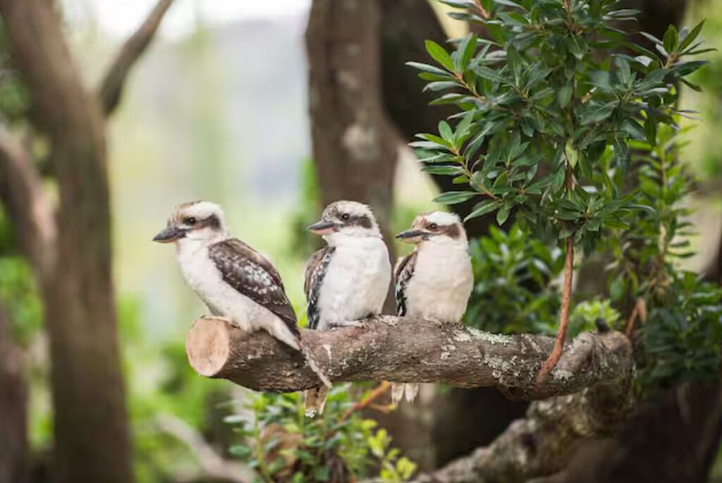 Photo of Others in Bowral