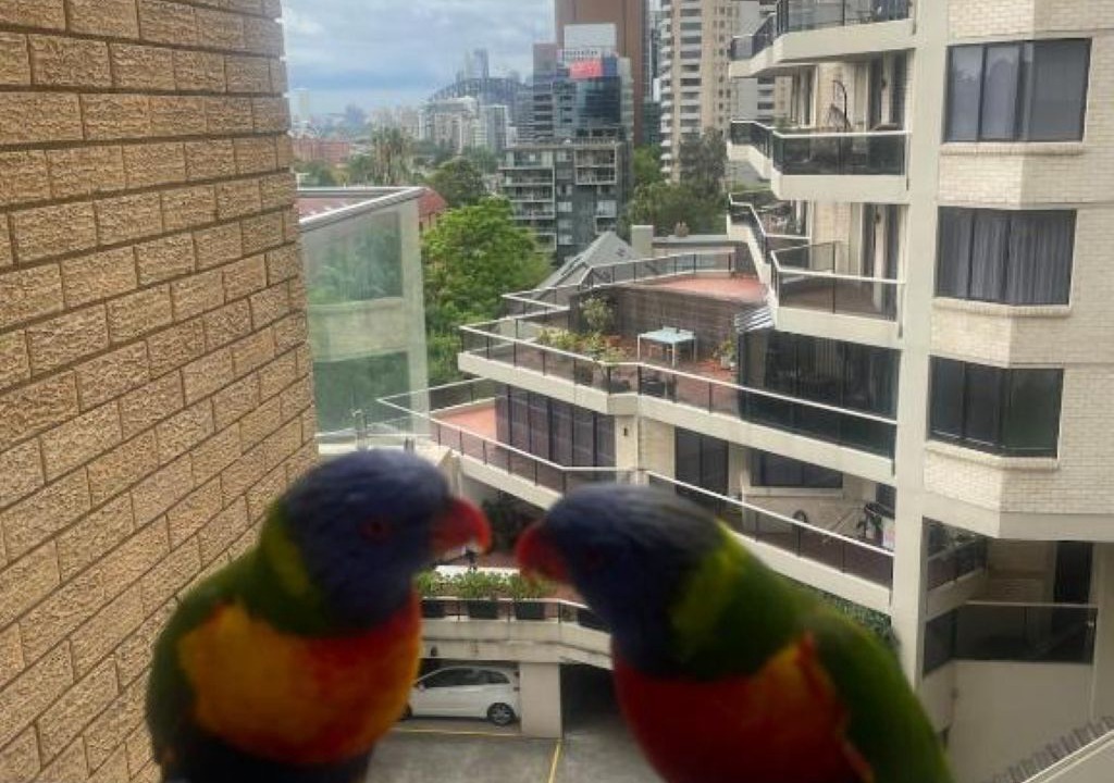 Photo of Patio Balcony in North Sydney