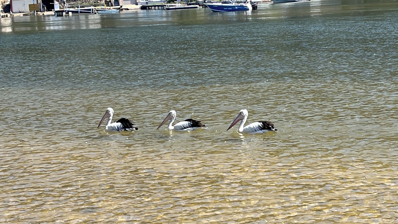 Photo of Others in Patonga