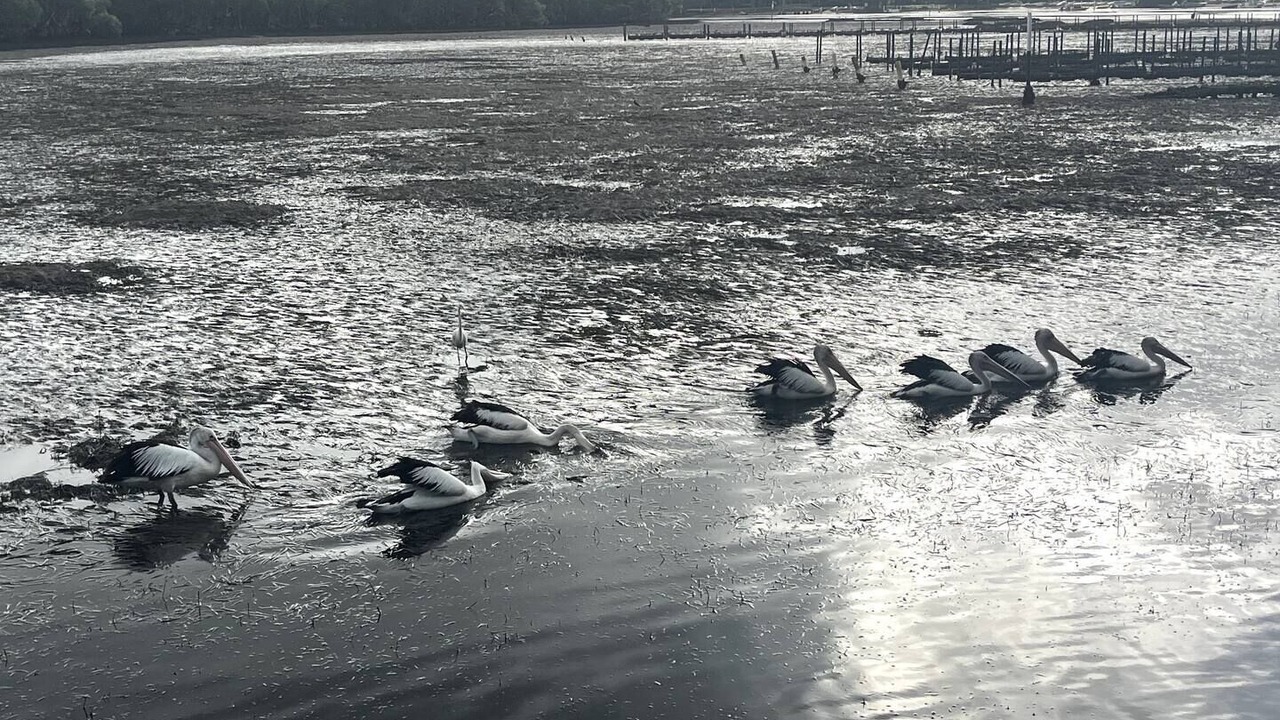 Photo of Others in Patonga