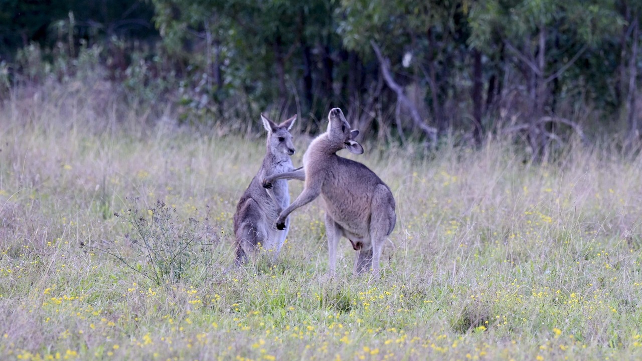 Photo of Outdoor in Pokolbin
