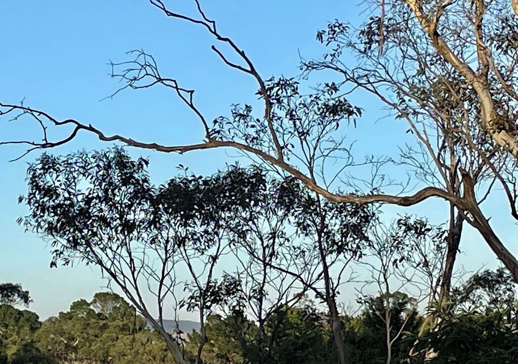 Photo of Others in Wentworth Falls