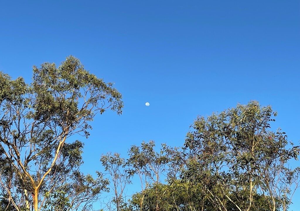 Photo of Others in Wentworth Falls
