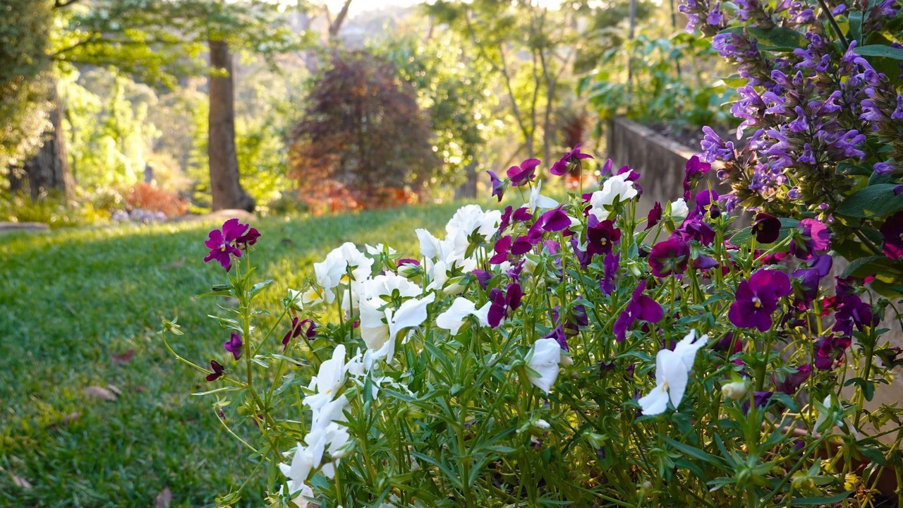 Photo of Outdoor in Wentworth Falls