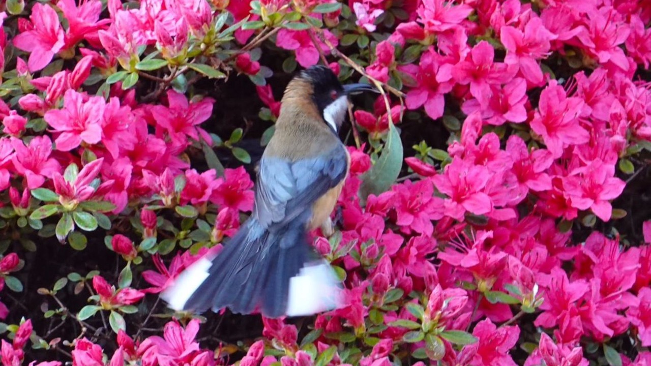 Photo of Others in Wentworth Falls