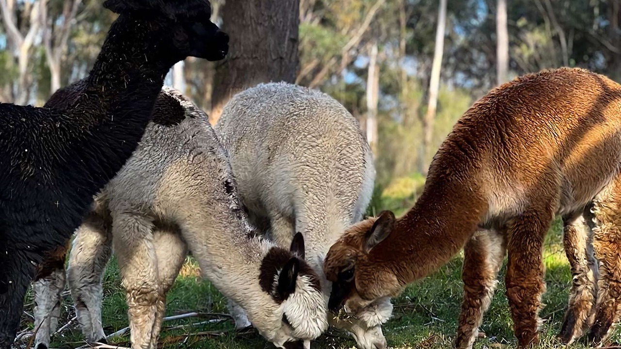 Photo of Others in Fitzroy Falls