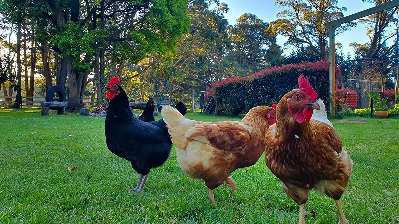 Photo of Others in Fitzroy Falls