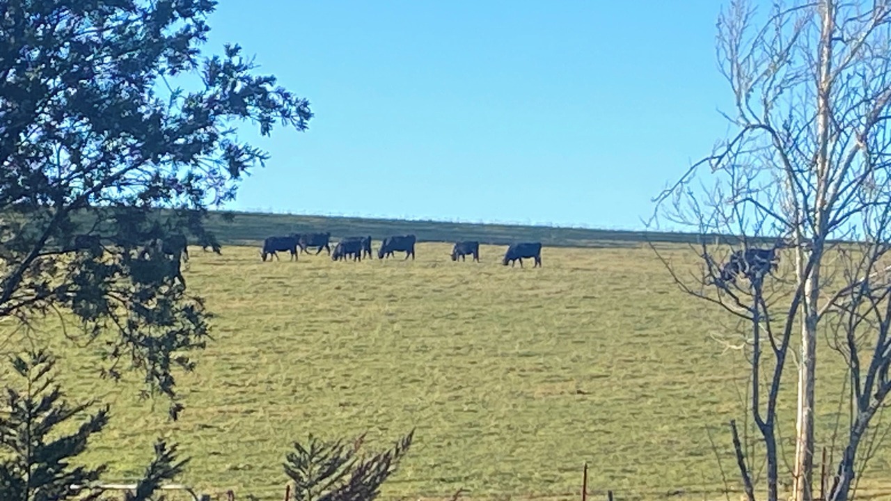 Photo of Others in Fitzroy Falls