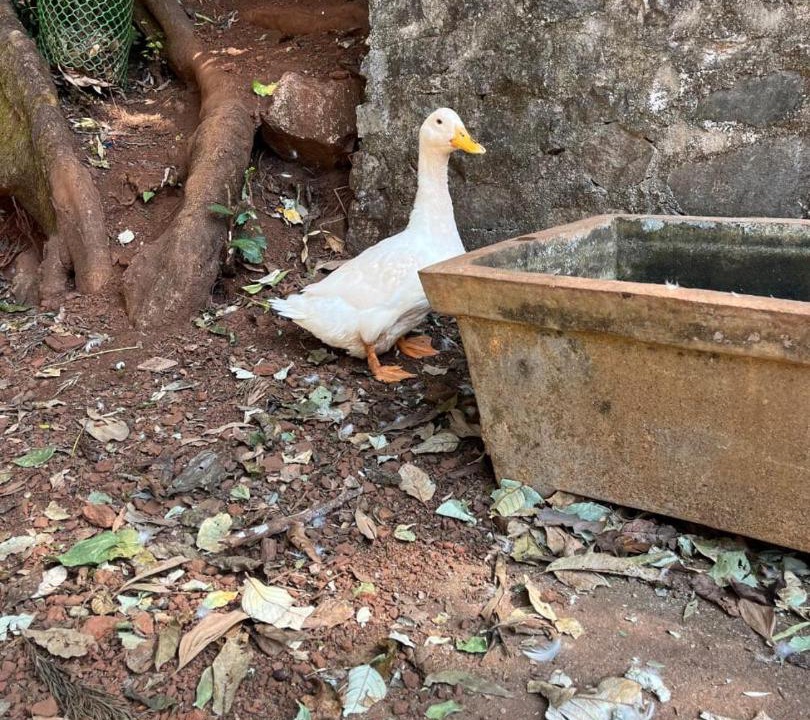Photo of Others in Chikkamagaluru