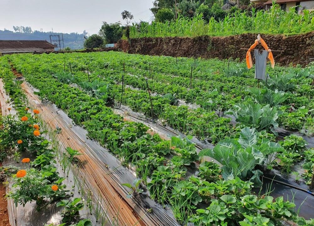 Photo of Outdoor in Mahabaleshwar