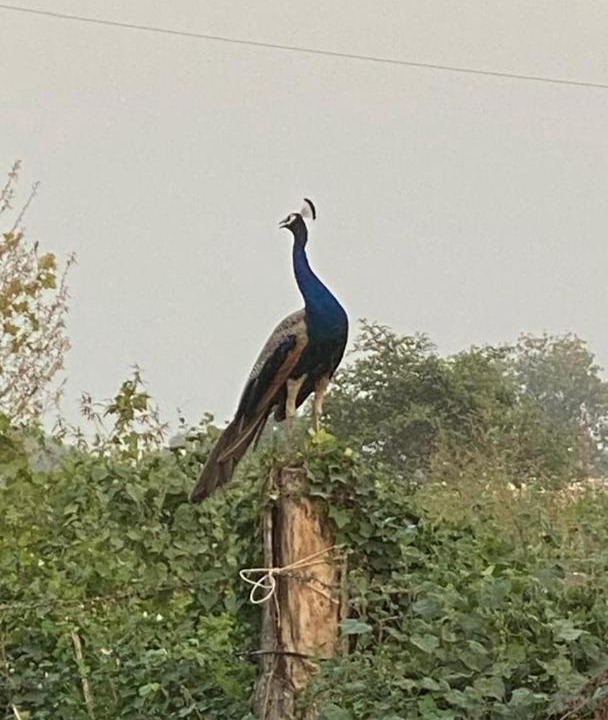 Photo of Others in Noida