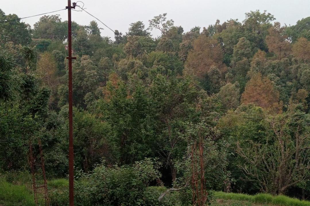 Photo of Others in Almora