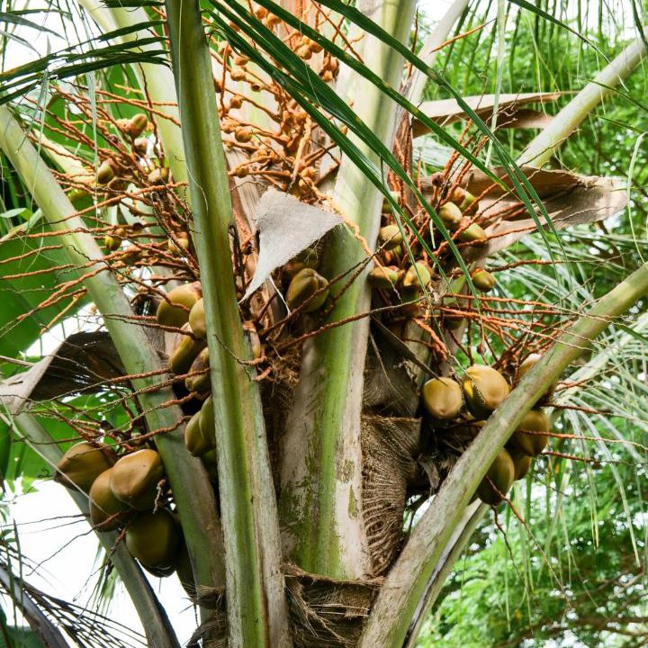 Photo of Others in Mangalore
