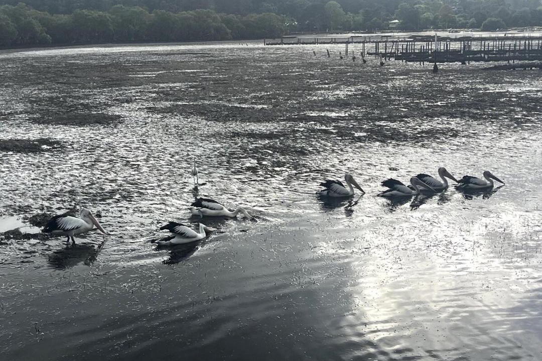 Photo of Others in Patonga