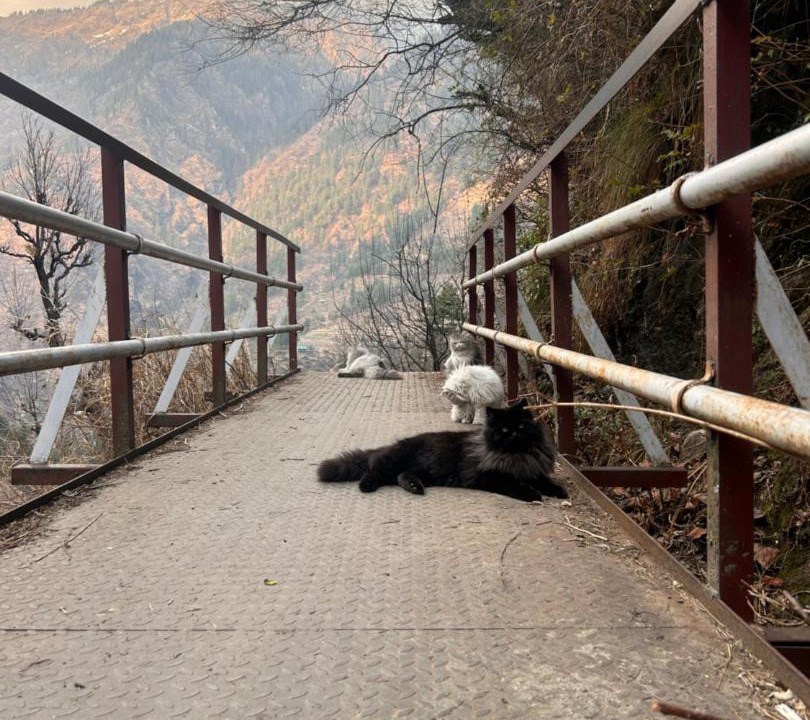 Photo of Others in Kullu