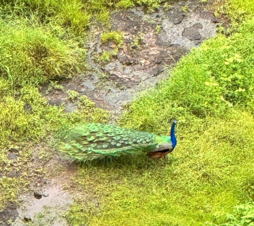 Photo of Others in Pashan