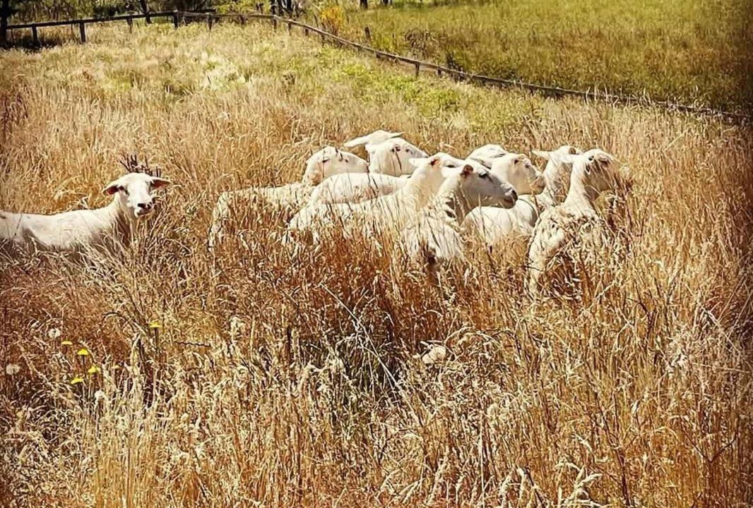 Photo of Others in High Range