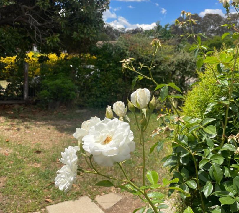 Photo of Others in Garran
